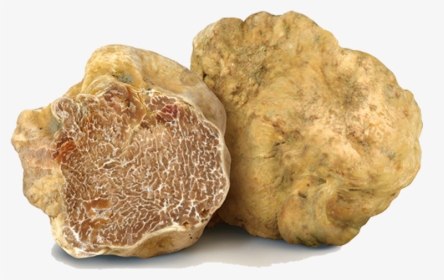 Il Tartufeltro, Tartufi Del Montefeltro Di Alta Qualità - Fresh White Alba Truffle, HD Png Download, Free Download