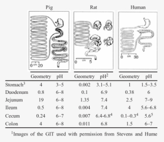 Ph In Gastrointestinal Tract Of Pigs, HD Png Download, Free Download