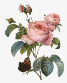 #tumblr #spring #vintage #flower #flowers #flowerart - English Rose Botanical Illustration, HD Png Download, Free Download