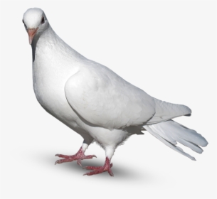 Pigeon Png For Editing, Transparent Png, Free Download