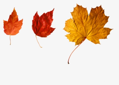 More - Fall Leaves Falling, HD Png Download, Free Download