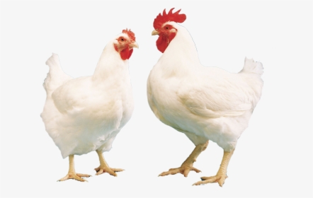 Buy Broiler Online Broiler For Sale Buy Broiler Poultry - ব্রয়লার মুরগী, HD Png Download, Free Download