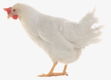 Thumb Image - Chicken, HD Png Download, Free Download