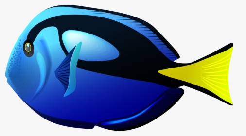 Blue Tang Fish Png, Transparent Png, Free Download