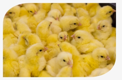 Baromfi-brojler - Chicken, HD Png Download, Free Download