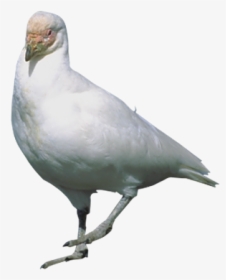 Rock Dove Stock Dove Flight Bird - Stock Dove, HD Png Download, Free Download