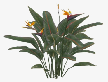 Thumb Image - Bird Of Paradise Plant Png, Transparent Png, Free Download