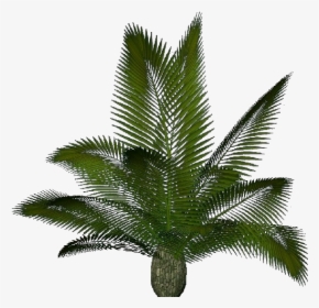 3d Flowers - Cycas Revoluta - Acca Software - Cycas Png, Transparent Png, Free Download