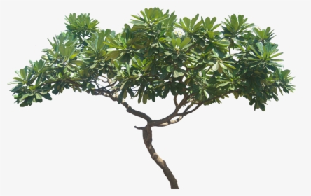 Plants Transparent Background - Plumeria Alba Tree Png, Png Download, Free Download