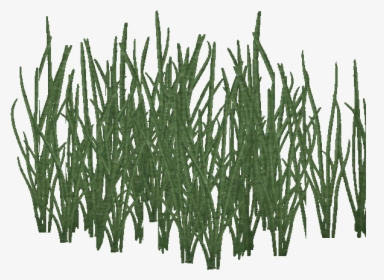 Watergrass Png, Transparent Png, Free Download