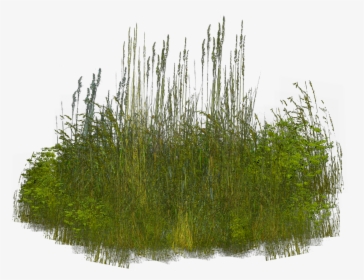 Grass Clip Art - Shrubs Reeds Png, Transparent Png, Free Download