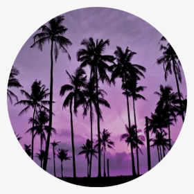 Nuckees Original Generic Grips - Best Coconut Tree Quotes, HD Png Download, Free Download