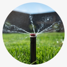 Water Grass Png, Transparent Png, Free Download