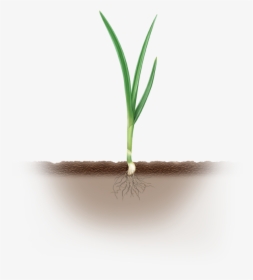 Water Grass Png, Transparent Png, Free Download