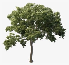 Img Definition, 3d Trees - Trees In Elevation For Photoshop, HD Png Download, Free Download
