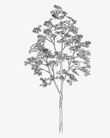 Tree 1543d View"  Class="mw 100 Mh 100 Pol Align Vertical - Silver Birch Tree Elevation, HD Png Download, Free Download