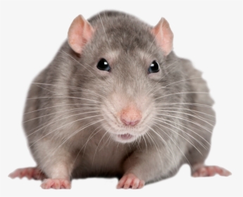 Mouse Rat Png - Rato Png, Transparent Png, Free Download