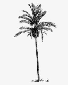 Date Palm - Palm Tree Png Drawing, Transparent Png, Free Download