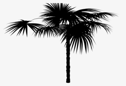 Asian Palmyra Palm Date Palm Palm Trees Silhouette - Attalea Speciosa, HD Png Download, Free Download