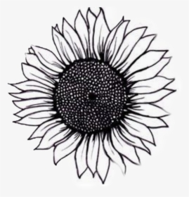 Realistic Sunflower Drawing Easy