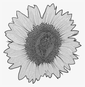 Sunflower, Flower, Blossom, Bloom, Drawing, Plant - การ วาด ดอก ทานตะวัน, HD Png Download, Free Download