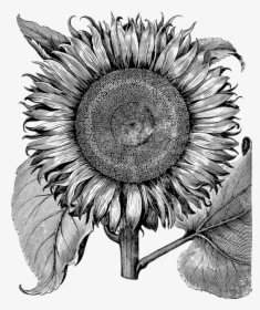 Sunflower, Flower, Line Art, Vintage, Detailed, Botany - Flos Solis Maior Prints, HD Png Download, Free Download