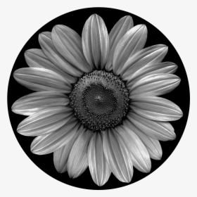 Sunflower Black And White, HD Png Download, Free Download