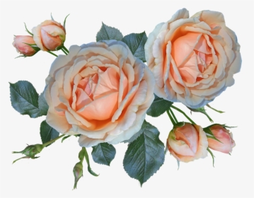 Roses, Flowers, Buds, Garden, Nature - Flower, HD Png Download, Free Download