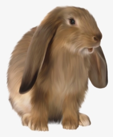 Rabbit Png Images, Transparent Png, Free Download