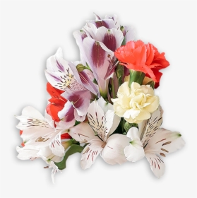 Peruvian Lily, HD Png Download, Free Download