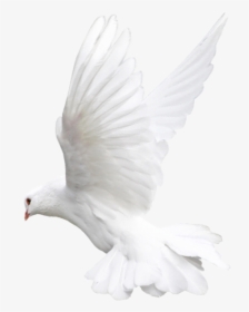 Pigeon White Background Flying Transparent - White Dove Png Transparent, Png Download, Free Download