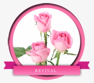Taj Mahal /top Secret Rose Grower And Exporter In Malaysia, - Garden Roses, HD Png Download, Free Download