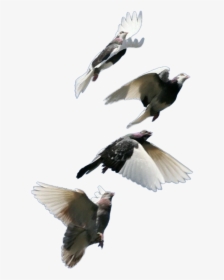 #pigeon #bird #fly #goodmorning - Pigeon Flock, HD Png Download, Free Download
