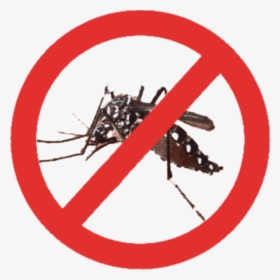 Thumb Image - Dengue Fever Causing Mosquito, HD Png Download, Free Download