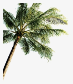 Island With Coconut Trees Png , Png Download - Hd Wallpaper Love Beach, Transparent Png, Free Download