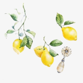 Lemon Clipart Watercolor - Watercolor Lemon Free Png, Transparent Png, Free Download