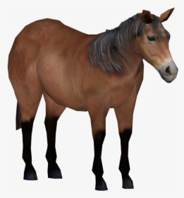 Exmoor Pony - Sorrel, HD Png Download, Free Download