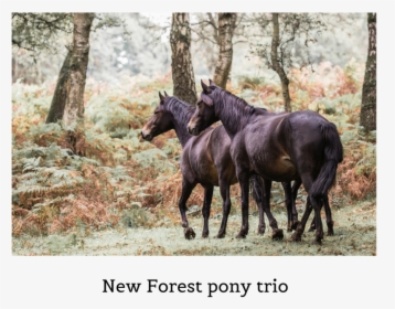 New Forest Ponies Trio, HD Png Download, Free Download