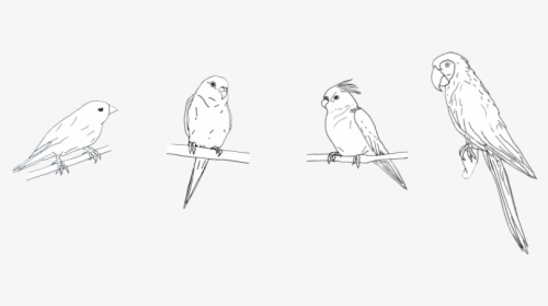 Cockatoo, HD Png Download, Free Download