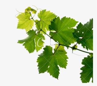 Grape Leaves Png - Grape Leaves Transparent Png, Png Download, Free Download