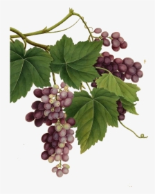 Vintage Illustration Of Grapes, HD Png Download, Free Download