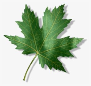 Entry1 Zpsaxgpb44y - Maple Leaf, HD Png Download, Free Download