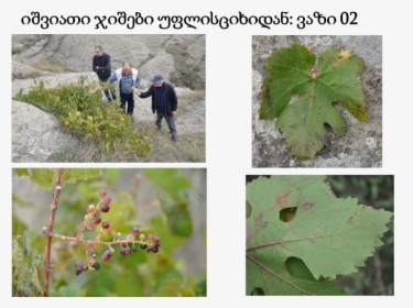 Georgian Grape Varieties - Vitis, HD Png Download, Free Download