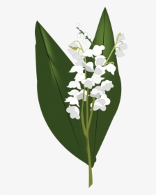 Lily Of The Valley Png Hd - Lilies Of The Valley Png, Transparent Png, Free Download
