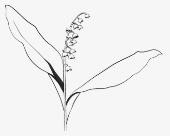 Lily Of The Valley - Lily Of The Valley Drawing Transparent, HD Png Download, Free Download