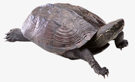 Now You Can Download Turtle Icon - Transparent Background Turtle Png, Png Download, Free Download