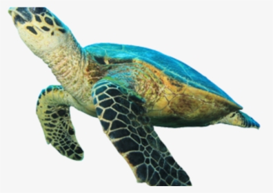 Clip Art Sea Turtle Images - Green Sea Turtle White Background, HD Png Download, Free Download