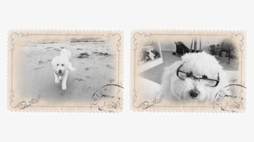 Coton De Tulear, HD Png Download, Free Download