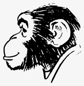 Monkey Head - Drawing Head Of Monkey, HD Png Download, Free Download