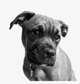 Pet Portraits Chester County Boxer Pit Bull Dog - Dog Portrait Black And White Png, Transparent Png, Free Download